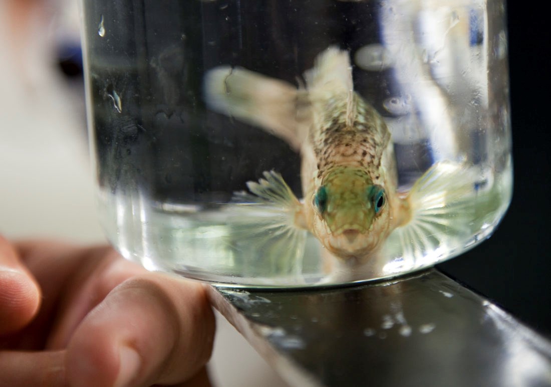 Rødt kjøtt kan ha opptil syv ganger så høyt klimaspor som en norsk oppdrettslaks, skriver kronikkforfatteren. Dette er imidlertid en leppefisk som snart skal ut i oppdrettsmerden for å spise lakselus. Foto: Thor Nielsen/SINTEF.