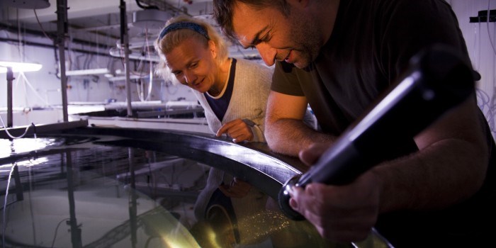 Forskningssjef Gunvor Øie i SINTEFog biolog Espen Grøtan i Marine Harvest er godt fornøyd med leppefiskyngelen. Foto: Thor Nielsen.