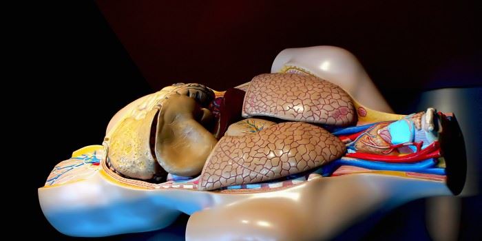 Bildet viser en torso med hodet til høyre. Leveren - som ligger like nedenfor lungene og er det mørkeste organet på bildet, har komplekse funksjoner som gjør at det er vanskelig å lage en kunstig utgave.Foto: Morguefile.