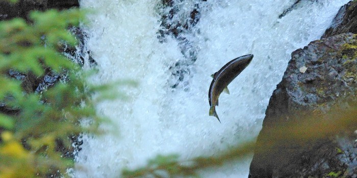 Ifølge forskere er det fullt mulig å forlike de som vil ha mer laks i elvene med de som ønsker seg mer vannkraft. Foto: MorgueFile