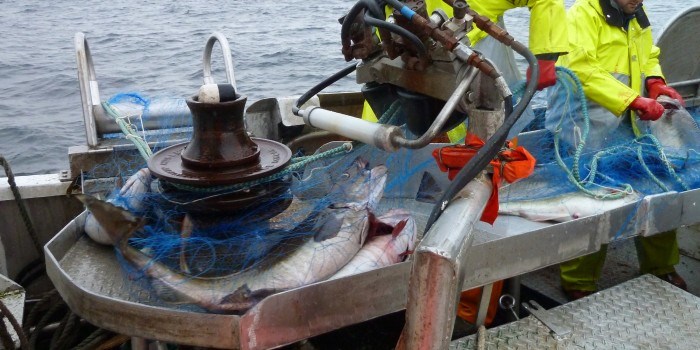 Vil redde torskenæringa