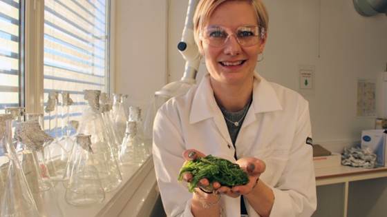 Focus on local sushi ingredients