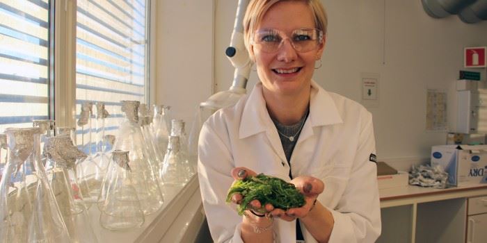 &quot;After all, we already produce most of the salmon served in Norwegian sushi restaurants&quot;, says Silje Forbord. &quot;Badderlocks could become a good, Norwegian-produced supplement. We’ve also started the small-scale cultivation of the red algae laver, which could replace Nori – the thin black seaweed used to wrap maki rolls&quot;.
