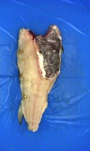 Å filetere hvit fisk har vært et problem til nå siden fisken varierer så mye i størrelse og form.
