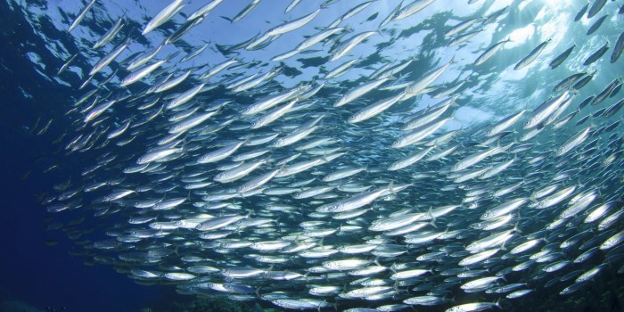 Norske miljøråd til Namibia