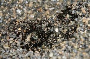 Når oljen synker ned i sanden på en strand, er det ikke lett å se forurensingen for oss mennesker. Men det gjør bakteriene, som gjerne setter oljen til livs - om de får litt drahjelp. Foto: Svein Ramstad.