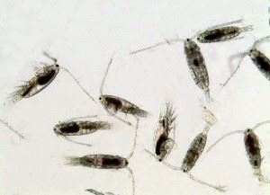 Disse ørsmå &quot;hoppekrepsene&quot; er babymaten som SINTEF dyrker opp og gir til tunfisk-yngel. I laboratoriet dyrker forskerne også planteplankton – som fôr for fôret. Foto: SINTEF / Jan Ove Evjemo