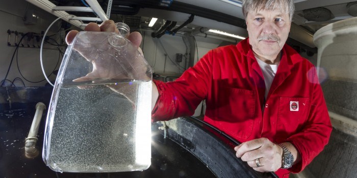Prøveglasset inneholder ørsmå hoppekreps som seniorforsker Jan Ove Evjemo og kollegene hans dyrker som fôr til fiskeyngel. Nå skal dyrkingsteknologien industrialiseres. Foto: SINTEF / Thor Nielsen