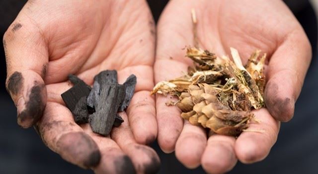 Skogsavfall som ligger igjen på hogstfeltene, inneholder store energimengder - men blir lite utnyttet i dag.  Foto: Thor Nielsen.