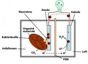 Elektronene som dannes ved anoden, vandrer gjennom en ekstern kurs og danner strøm.  Protonene som dannes samtidig, vil vandre gjennom membranen. Når elektronene gjenforenes ved katoden etter sin vandring, reagerer de med oksygenet og blir til vann og hydrogenperoxid. Hydrogenperoxid (som også kan brukes til blant annet bleking av hår) brukes som en del av vannrenseprosessen. Brenselcellen krever ingen tilførsel av strøm. Illustrasjon: Roman Netzer/SINTEF.