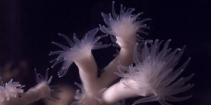 Boreplattformer kan få ”korall-alarm”