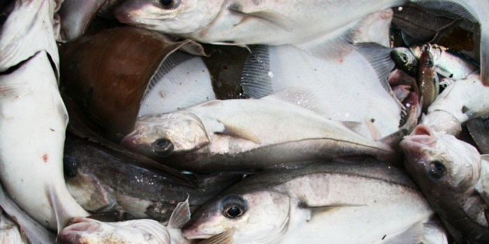 Arbeidsplasser i fiskeforedlingen må bort