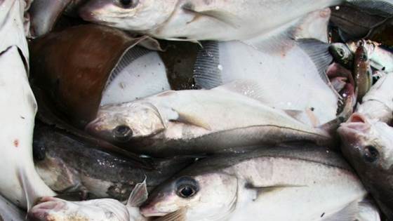 Arbeidsplasser i fiskeforedlingen må bort