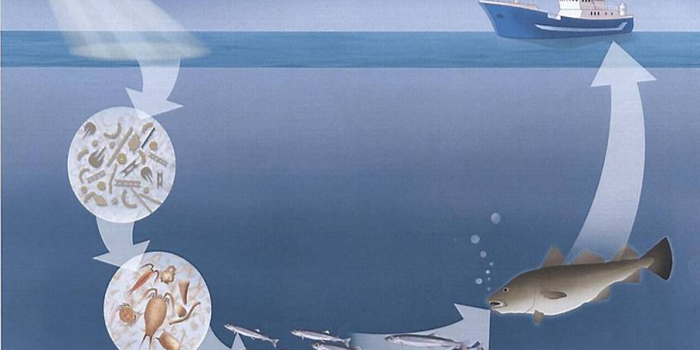 Det er enorme ressurser i havrommets kretsløp. I dag er det så å si bare fiskene til høyre i illustrasjonen som høstes. Men det er mer å hente andre steder i næringskjeden, mener forskere. Illustrasjon: SINTEF