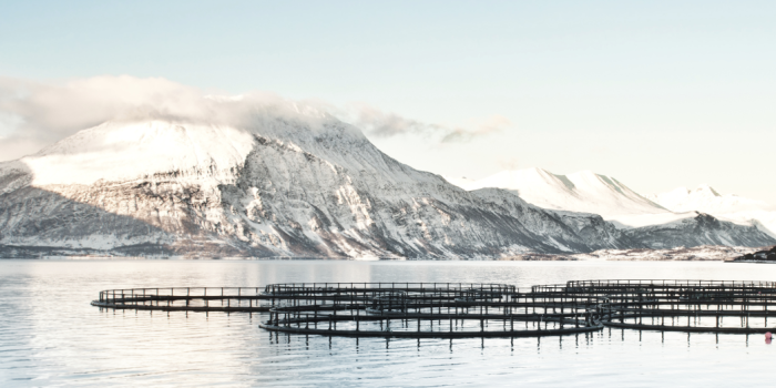 Jakter på den optimale lusebehandling
