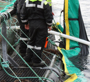 Snublefeller over alt. Det er lett å trå feil og havne i sjøen. Foto: SINTEF Helse