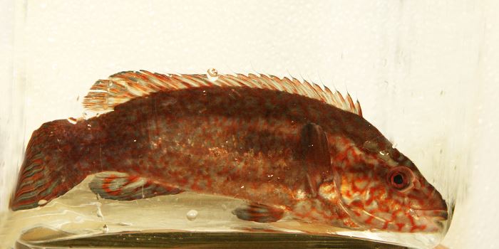 A large research project at SeaLab, which is run by NTNU and SINTEF is studying how best to raise and produce ballan wrasse, a fish used in the salmon farming industry to combat salmon lice. Photo: Idun Haugan