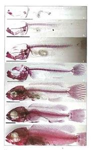 Forskerne har blant annet studert utviklingen av skjelettet hos yngel av berggylt. Foto: Idun Haugan, NTNU