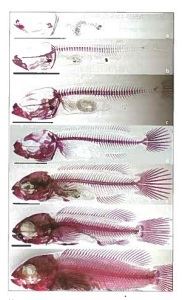 Forskerne har blant annet studert utviklingen av skjelettet hos yngel av berggylt. Foto: Idun Haugan, NTNU