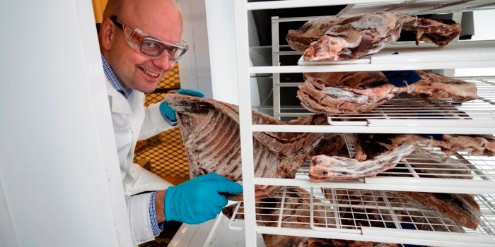 Skinke med pinnekjøtt som spinoff: Teknologien testes også ut på pinnekjøtt. Målet er å effektivisere energiforbruket under tørkingen, forklarer Michel Bantle i SINTEF. Foto: Thor Nielsen