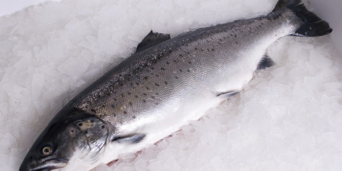 Lytter til fiskens stemme med ny teknologi