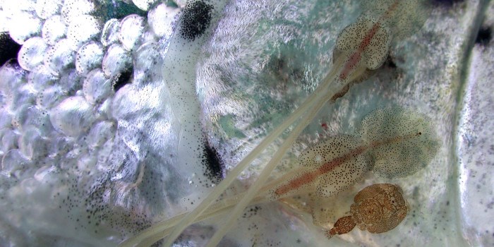 Slik ser lakselusa ut i et mikroskop. Bryststykket er bredt og skjoldformet, og brukes som sugekopp. Bakkroppen er smalere, og hos hunnen fylt med egg. Foto: Lars Hamre, Havforskningsinstituttet