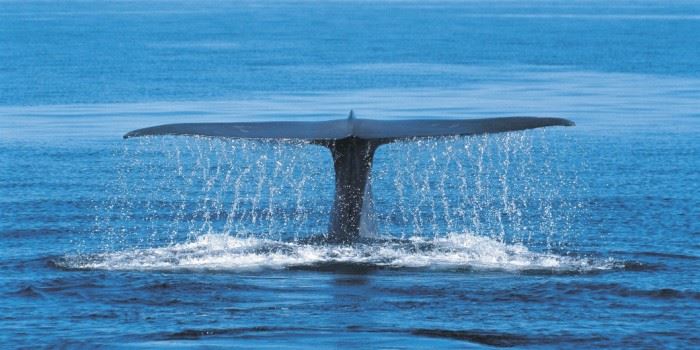Kunstige undervannsvinger (foiler), som hvalfinner, kan redusere drivstofforbruket. Illustrasjonsfoto: Thinkstock.