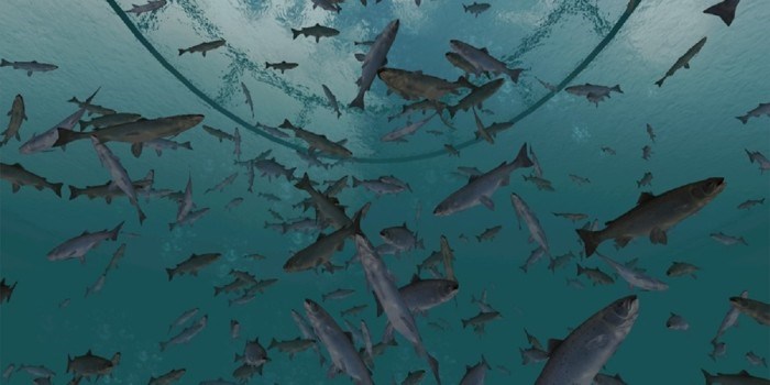 Avlusing kan være en påkjenning for oppdrettslaksen. Nå viser det seg at algekonsentrasjonen i vannet spiller en viktig rolle. Illustrasjonsbilde fra NTNU.