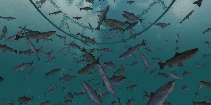 Avlusing kan være en påkjenning for oppdrettslaksen. Nå viser det seg at algekonsentrasjonen i vannet spiller en viktig rolle. Illustrasjonsbilde fra NTNU.