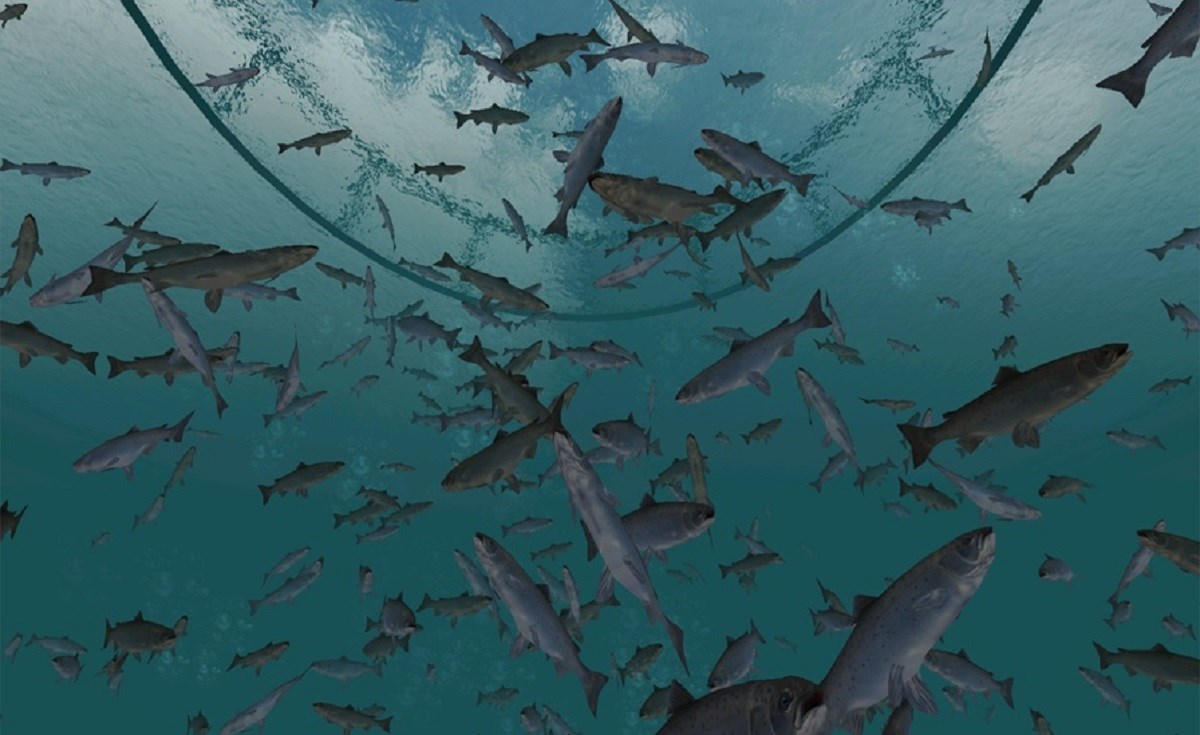 Fremstilling av fiskefôr til norsk lakseproduksjon er fortsatt avhengig av ressurser fra Sør-Amerika. Det er grenser for hvor mye disse fôrkildene kan vokse, hvor bærekraftig de kan utnyttes og hvor mye som kan tilfalle norsk lakseproduksjon, skriver artikkelforfatterne. Illustrasjon: NTNU