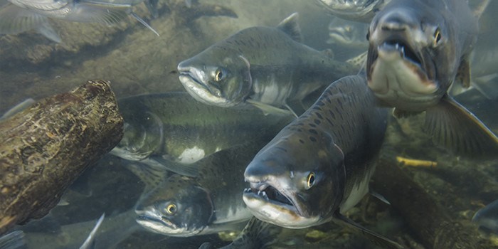 Mer kraft og laks på en gang i Voss