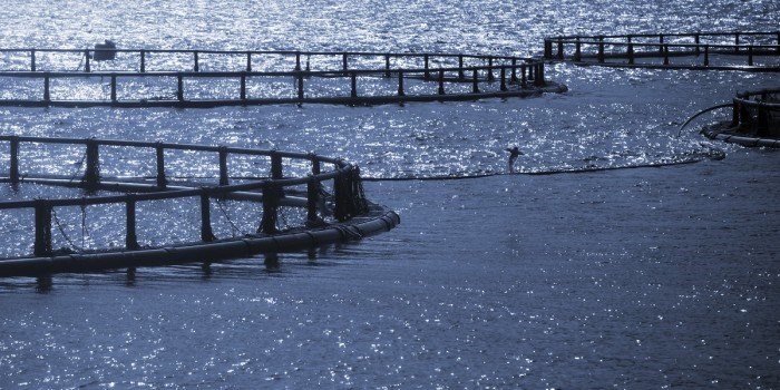 En ny nettportal gjør blant annet tall på lakselus, salg av ulike legemidler og rømming fra oppdrettsmerder lett tilgjengelig for alle. Illustrasjonsfoto: Thinkstock.