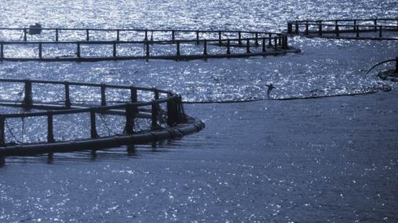Hvor bærekraftig er havbruksnæringa?