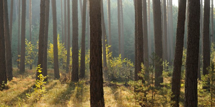 An incredible amount of marine and land-based resources currently remain unexploited because no-one is facilitating their development. Photo: ThinkStock