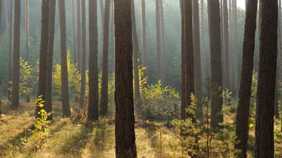 Towards a bioeconomic future