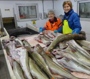 Forskerne med litt av dagens fangst. Nå skal kvaliteten på fiskekjøttet under lupen. Prosjektleder Hanne Digre til høyre og ingeniør Marte Schei til venstre. Foto: SINTEF