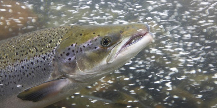 Until salmon lice can be brought under control, the smartest response would be to reduce fish farming production, says Professor Jon Olaf Olaussen . Photo: Thinkstock