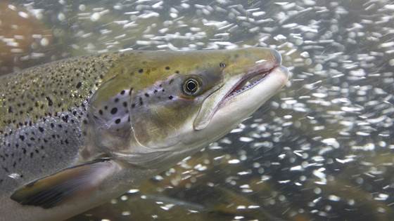— Lakselusproblemet må gi kutt i oppdrett