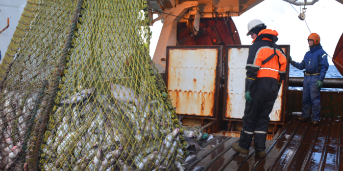 Researchers on the trawler Helmer Hansen in the Barents Sea. The fish is stored in water tanks with oxygen, instead of being stored in dry tanks. Photo: SINTEF