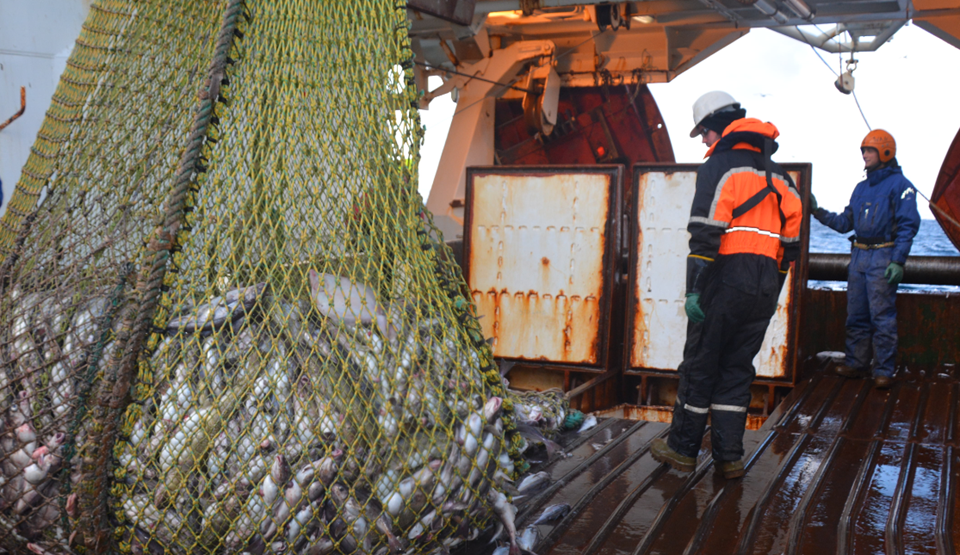 Her er forskerne på tokt i Barenshavet på tråleren Helmer Hansen. Fisken som hales opp her skal rett i vanntanker med oksygentilførsel, i stedet for å bli lagret i tørrtank.Foto: SINTEF