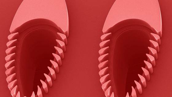 «Trilobitter» separerer og renser væsker