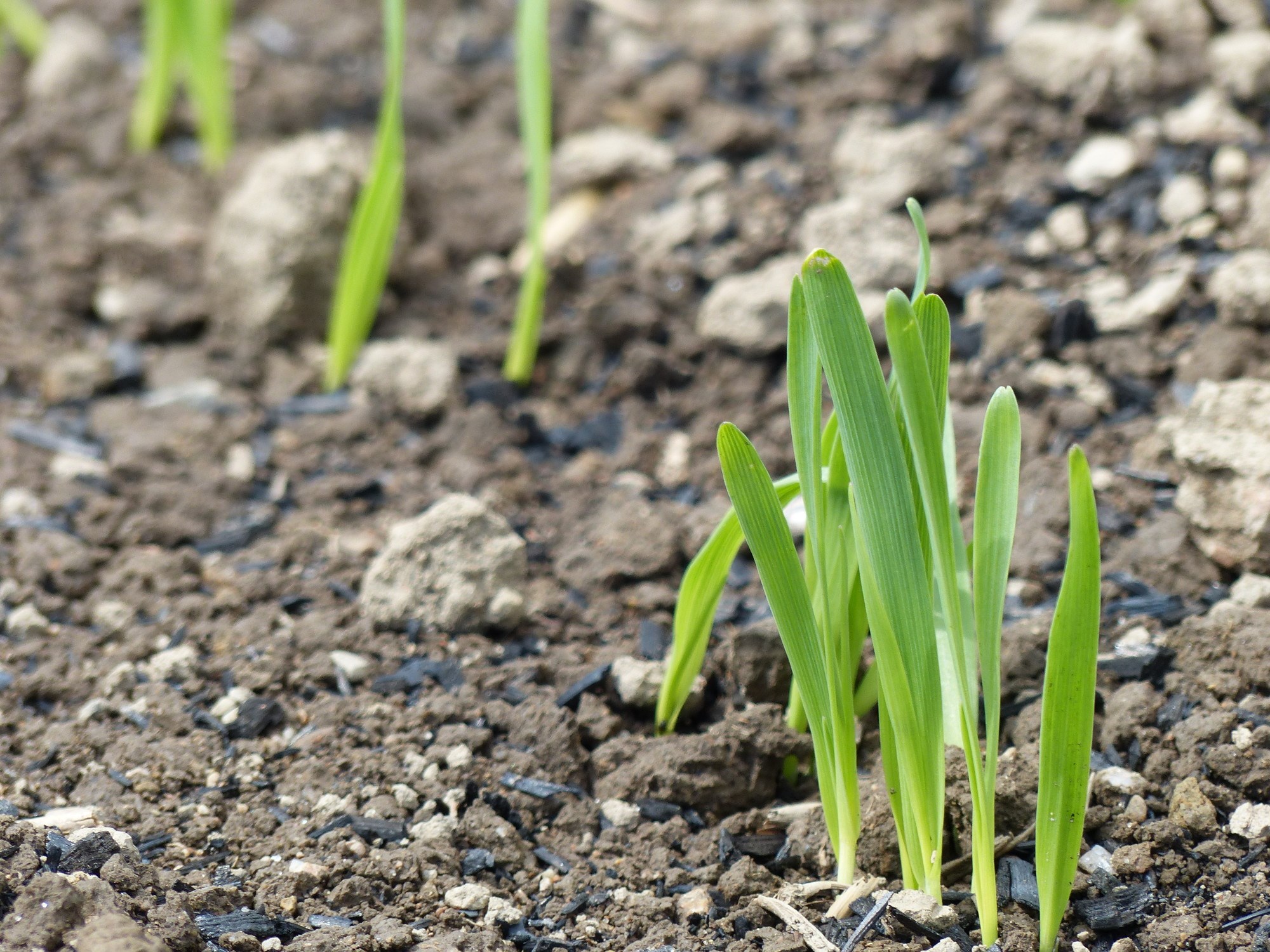 Miljøkinderegg: Biokull binder CO2 og har gunstig virkning på jorda. Den mørke fargen gjør at sollyset raskt varmer opp jordan. Det er porøst, og det har en god evne til å binde vann og dermed motvirke tørke.Biokull binder også til seg næringsstoffer.  Foto: Adam O'Toole