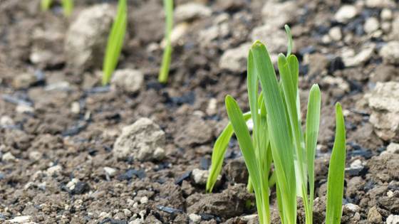 Vanlig trekull kan brukes til CO2-fangst
