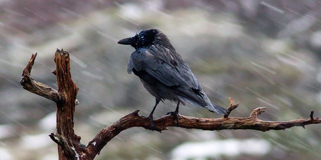 Vann er spesielt, og de særegne egenskapene til vann er en av grunnene til at vi har liv på jorda. Foto: Per Harald Olsen, NTNU