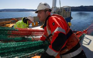 Mannskapet på NTNUs forskningsskip RV «Gunnerus» tar i land en fangst. Foto: Institutt for biologi, NTNU