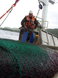 Jarle Mork ved et nett med mer enn sju tonn kronemaneter, tatt i Trondheimsfjorden. Foto: NTNU