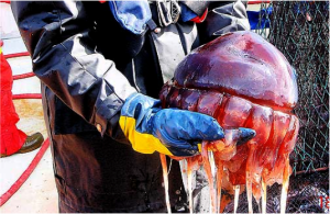 Kronemaneter kan leve i 30 år, reproduserer seg når som helst og kan utkonkurrere fisk i kampen for føden. Foto: NTNU/SINTEF JANUS-prosjektet