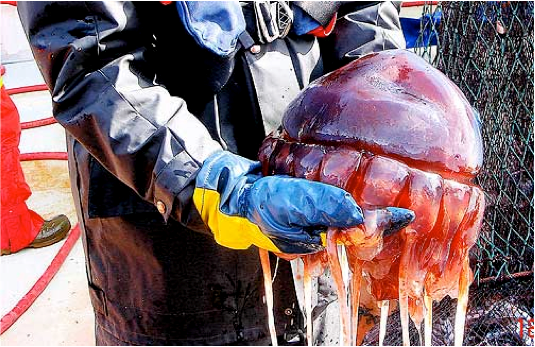 Kronemaneter kan leve i 30 år, reproduserer seg når som helst og kan utkonkurrere fisk i kampen for føden. Foto: NTNU/SINTEF JANUS-prosjektet