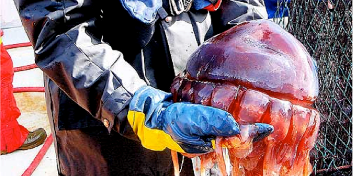 Manetinvasjon i Trondheimsfjorden