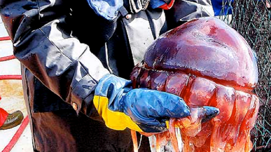 Manetinvasjon i Trondheimsfjorden